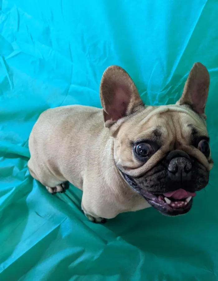 Cachorro ra a Bulldog idade 2 anos nome Hana