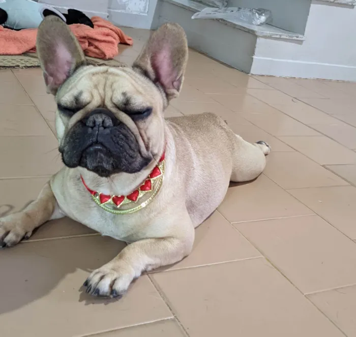 Cachorro ra a Bulldog idade 2 anos nome Hana