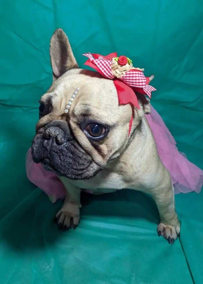 Cachorro ra a Bulldog idade 2 anos nome Hana
