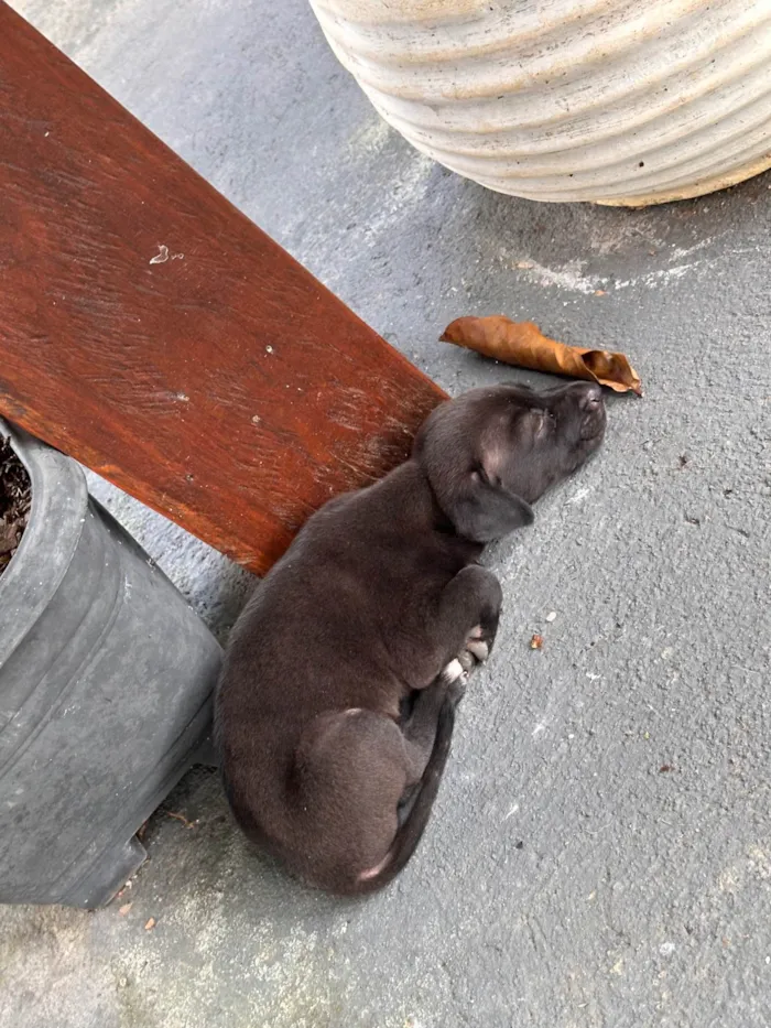 Cachorro ra a SRD-ViraLata idade Abaixo de 2 meses nome juninho