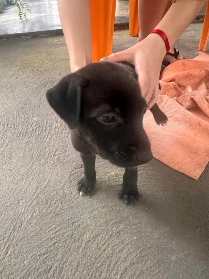 Cachorro ra a SRD-ViraLata idade Abaixo de 2 meses nome juninho