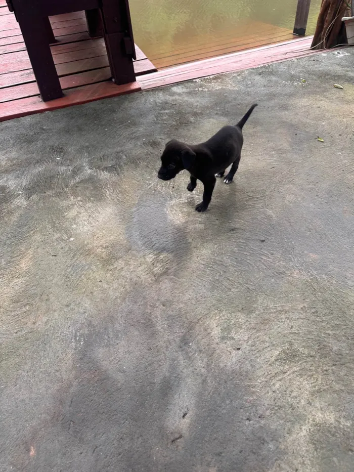Cachorro ra a SRD-ViraLata idade Abaixo de 2 meses nome juninho