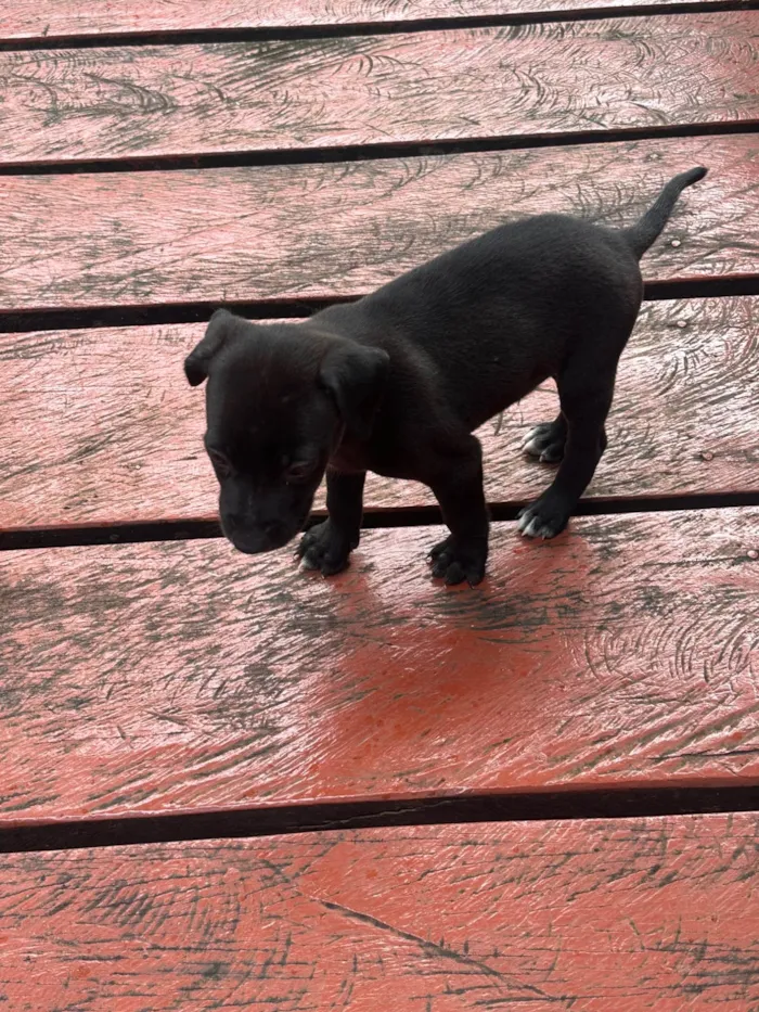 Cachorro ra a SRD-ViraLata idade Abaixo de 2 meses nome juninho