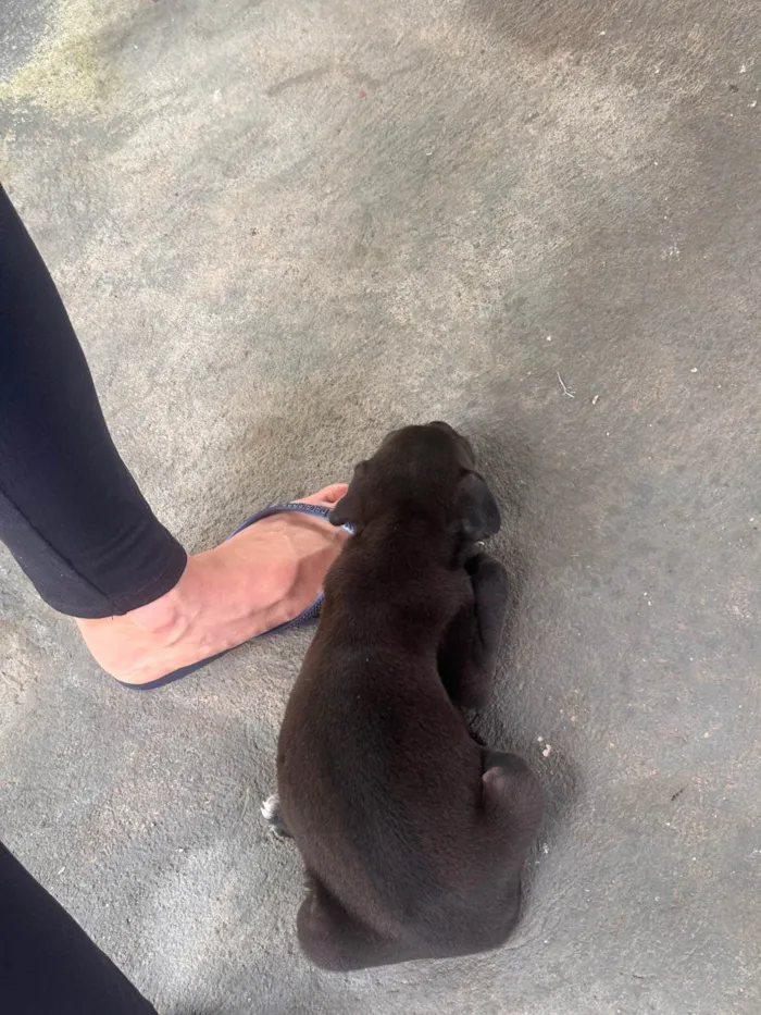 Cachorro ra a SRD-ViraLata idade Abaixo de 2 meses nome juninho