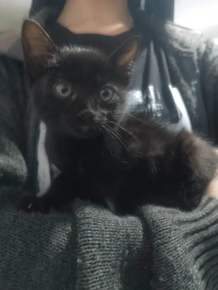 Gato ra a SRD-ViraLata idade Abaixo de 2 meses nome Sem nome 