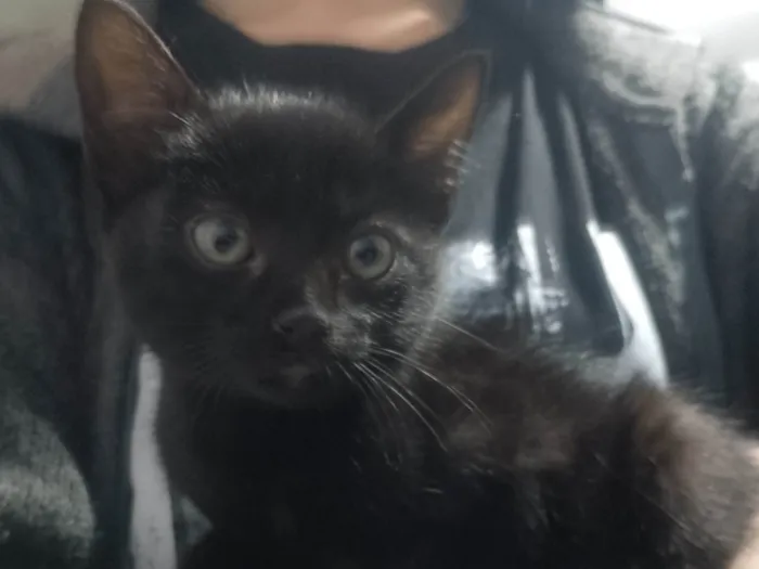 Gato ra a SRD-ViraLata idade Abaixo de 2 meses nome Sem nome 