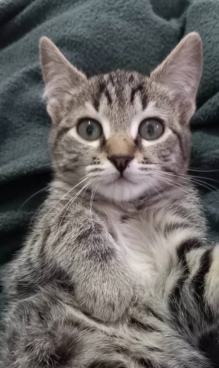 Gato ra a SRD-ViraLata idade 2 a 6 meses nome Frodo