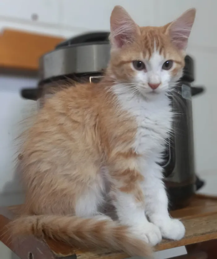 Gato ra a SRD-ViraLata idade 2 a 6 meses nome Tygra