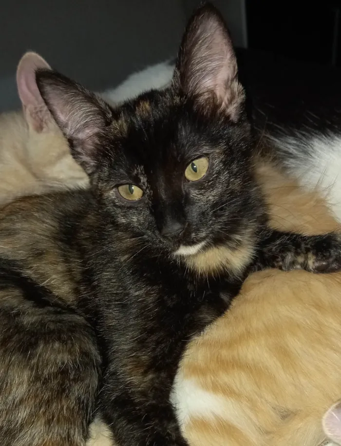 Gato ra a SRD-ViraLata idade 2 a 6 meses nome Morceguinha