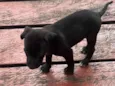 juninho