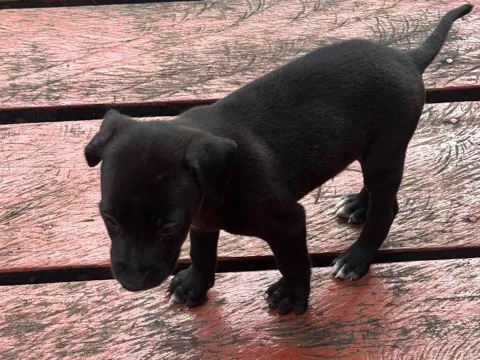 Cachorro ra a SRD-ViraLata idade Abaixo de 2 meses nome juninho