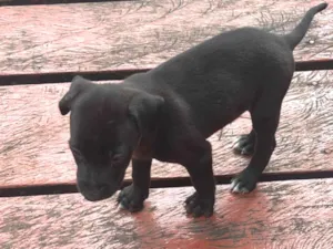 Cachorro raça SRD-ViraLata idade Abaixo de 2 meses nome juninho