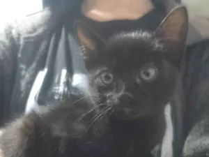 Gato raça SRD-ViraLata idade Abaixo de 2 meses nome Sem nome 