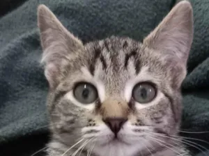 Gato raça SRD-ViraLata idade 2 a 6 meses nome Frodo