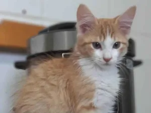 Gato raça SRD-ViraLata idade 2 a 6 meses nome Tygra