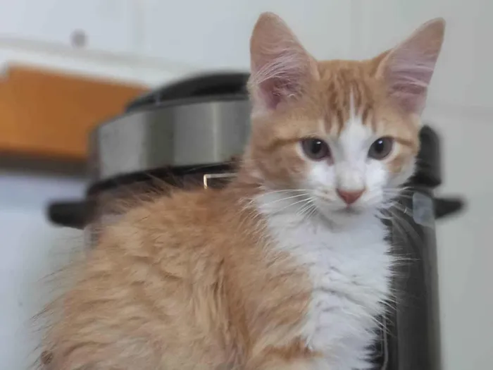 Gato ra a SRD-ViraLata idade 2 a 6 meses nome Tygra