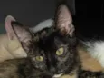 Morceguinha