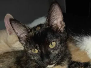 Gato raça SRD-ViraLata idade 2 a 6 meses nome Morceguinha