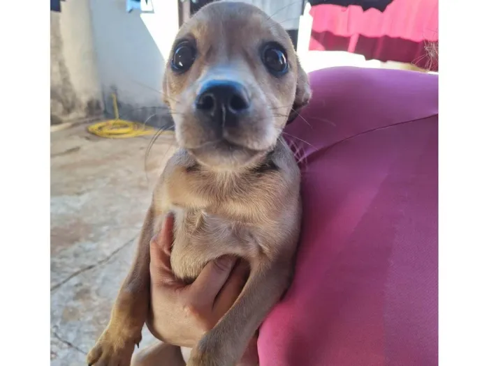 Cachorro ra a SRD-ViraLata idade 2 a 6 meses nome Sem nome