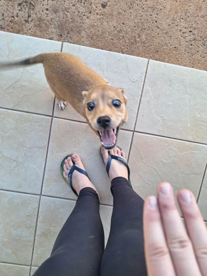 Cachorro ra a SRD-ViraLata idade 2 a 6 meses nome Sem nome