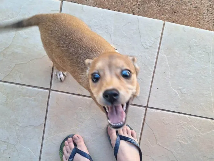 Cachorro ra a SRD-ViraLata idade 2 a 6 meses nome Sem nome