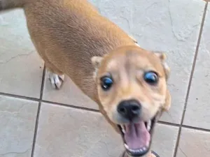 Cachorro raça SRD-ViraLata idade 2 a 6 meses nome Sem nome