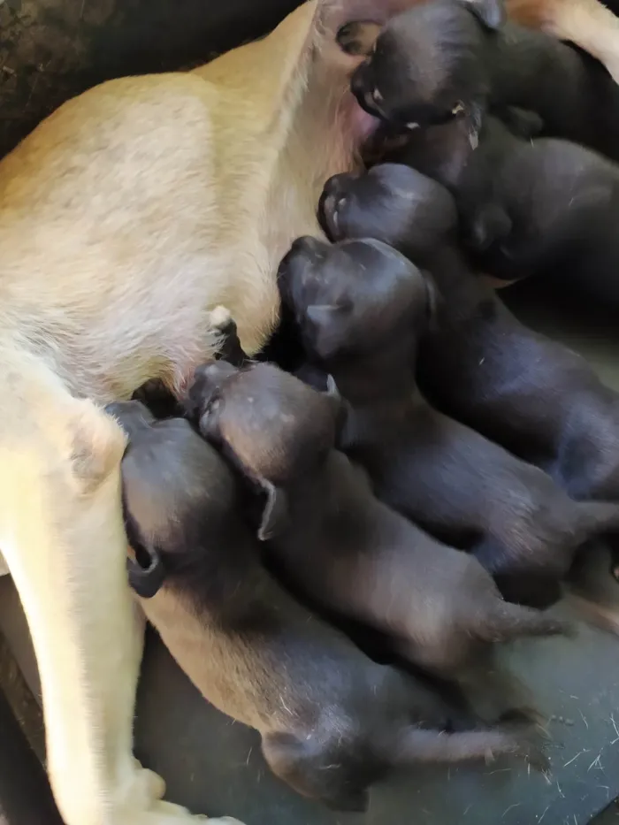 Cachorro ra a SRD-ViraLata idade Abaixo de 2 meses nome Filhotes de cachorro 