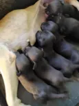 Filhotes de cachorro