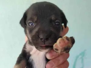 Cachorro raça SRD-ViraLata idade Abaixo de 2 meses nome Filhotes de cachorro 