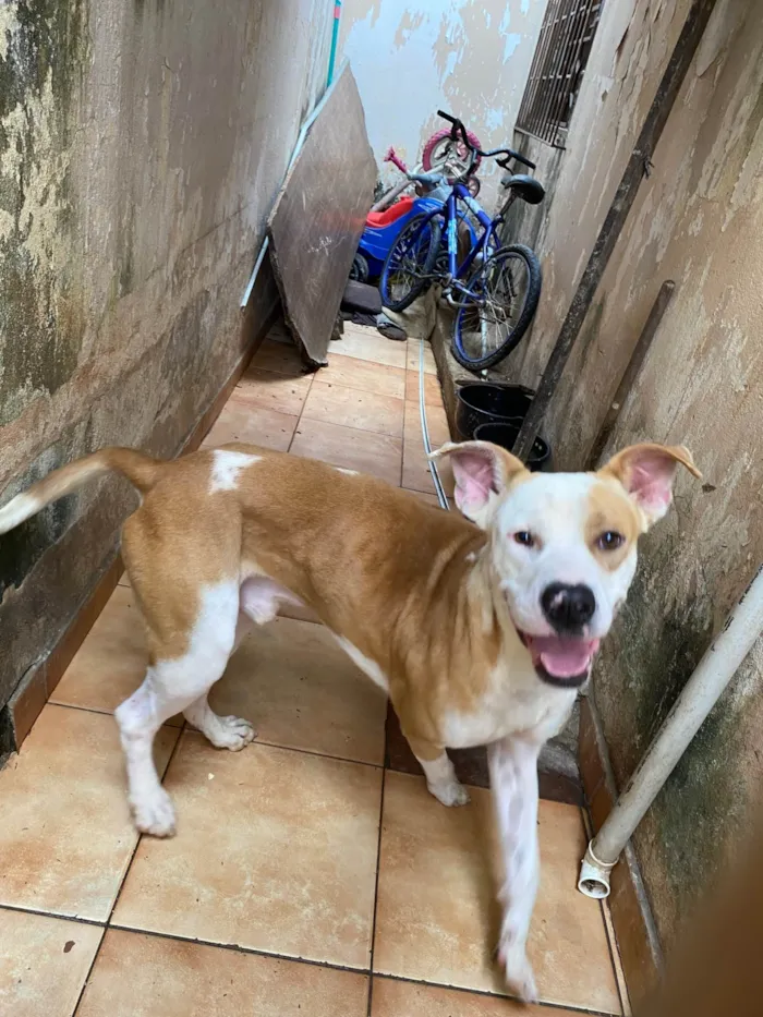 Cachorro ra a Pit-Bull idade 2 anos nome Revoada