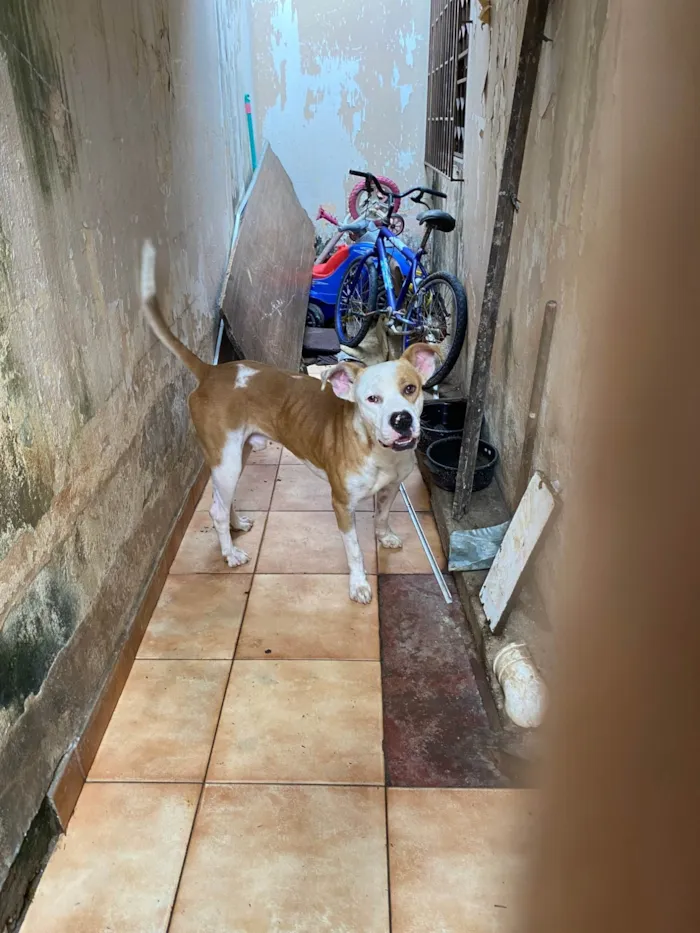 Cachorro ra a Pit-Bull idade 2 anos nome Revoada