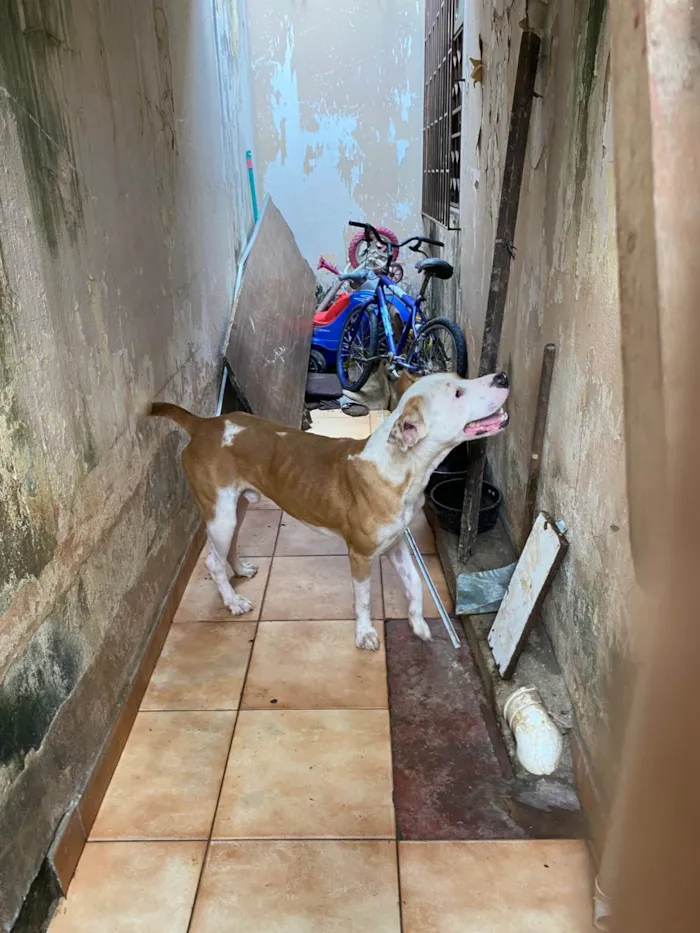 Cachorro ra a Pit-Bull idade 2 anos nome Revoada