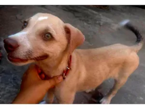 Cachorro raça SRD-ViraLata idade 2 a 6 meses nome Yui