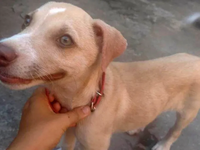 Cachorro ra a SRD-ViraLata idade 2 a 6 meses nome Yui