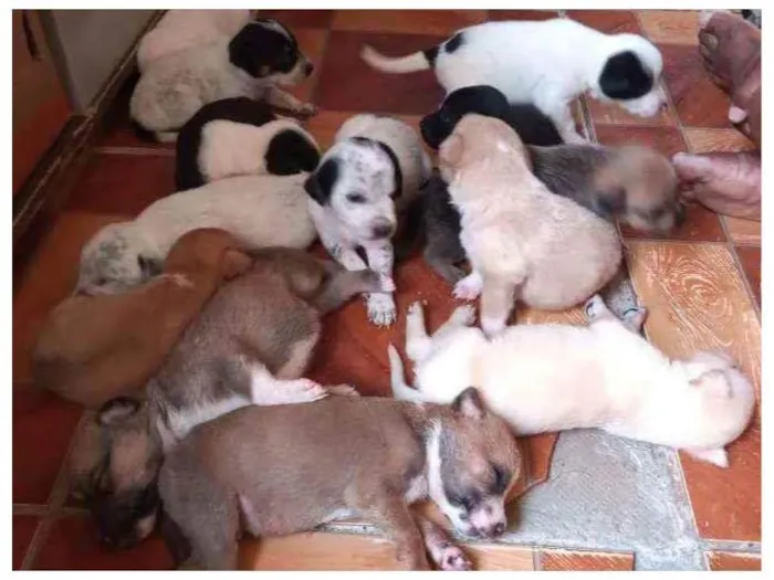 Cachorro raça Burriler e SRD idade Abaixo de 2 meses nome Sem nomes