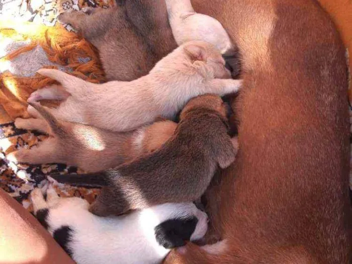 Cachorro raça Burriler e SRD idade Abaixo de 2 meses nome Sem nomes