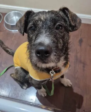 Cachorro raça SRD-ViraLata idade 1 ano nome ZEUS