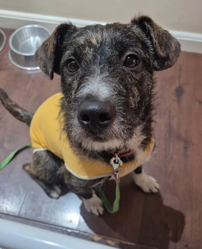 Cachorro ra a SRD-ViraLata idade 1 ano nome ZEUS