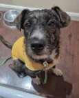 ZEUS