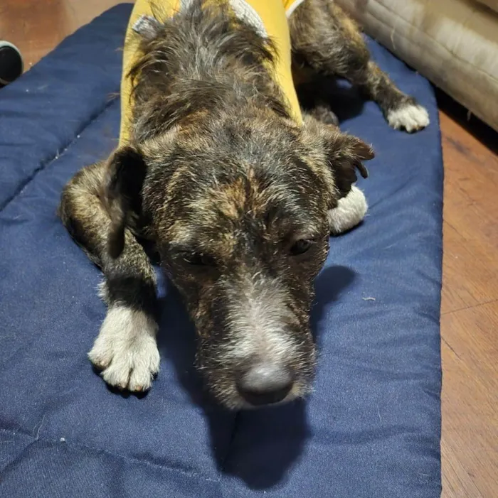 Cachorro ra a SRD-ViraLata idade 1 ano nome ZEUS