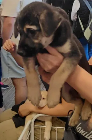 Cachorro raça SRD-ViraLata idade 2 a 6 meses nome FOFINHO