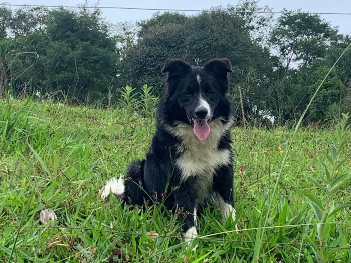 Cachorro ra a Sheepdog idade 2 anos nome Astor