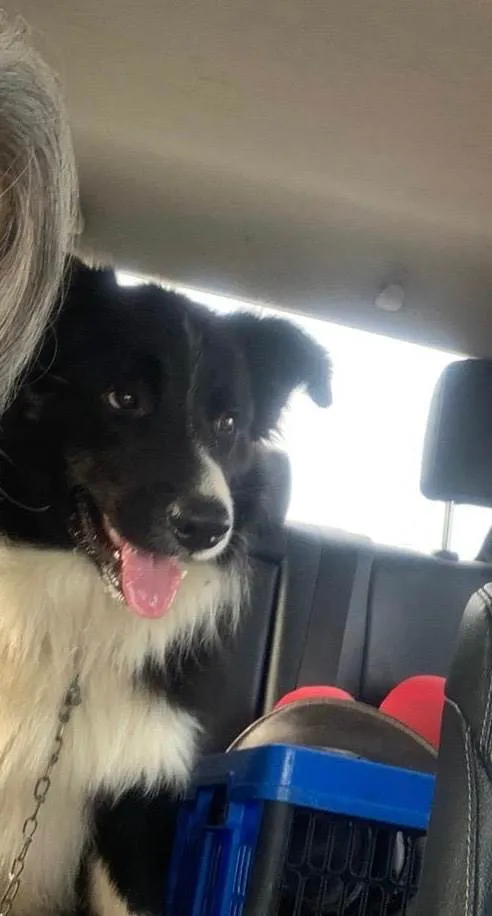 Cachorro ra a Sheepdog idade 2 anos nome Astor