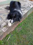 Astor