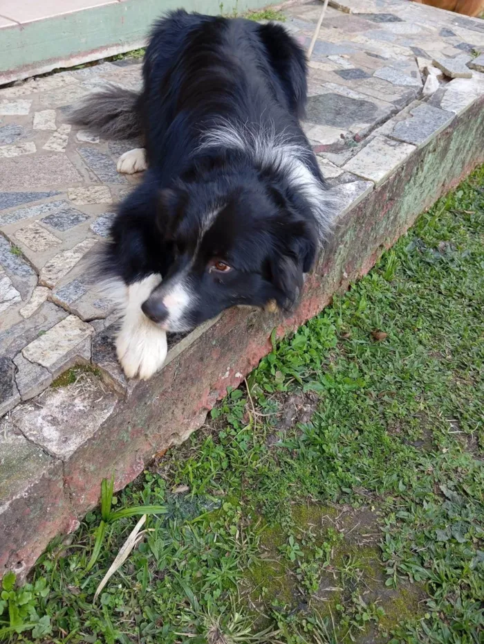 Cachorro ra a Sheepdog idade 2 anos nome Astor