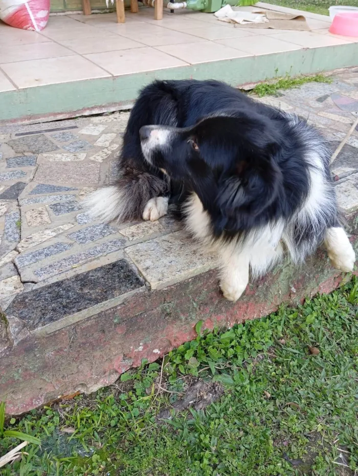 Cachorro ra a Sheepdog idade 2 anos nome Astor