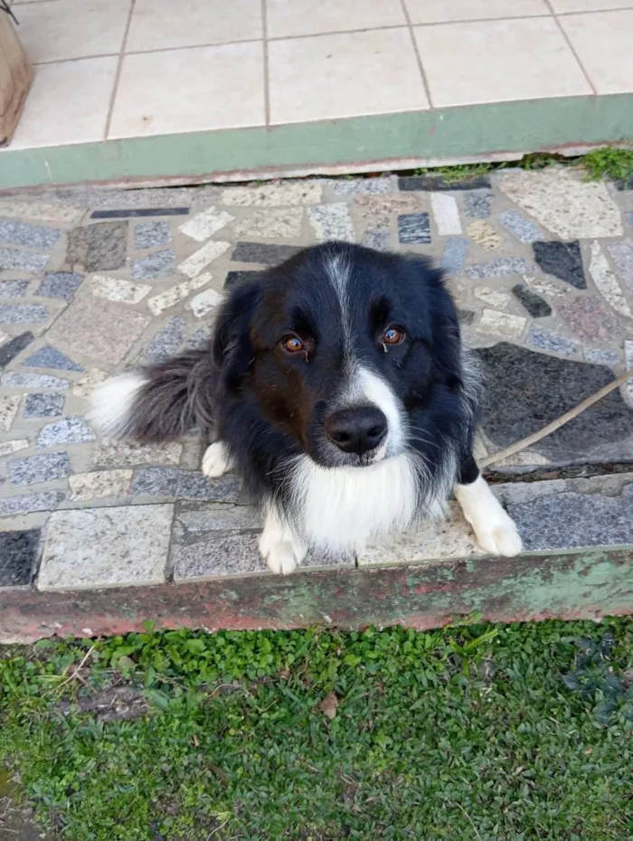 Cachorro ra a Sheepdog idade 2 anos nome Astor