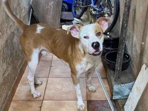 Cachorro raça Pit-Bull idade 2 anos nome Revoada