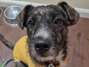 Cachorro raça SRD-ViraLata idade 1 ano nome ZEUS