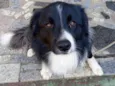 Astor